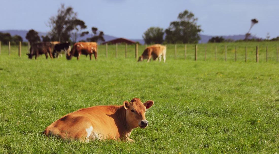 Secure A Consistent Milk Source